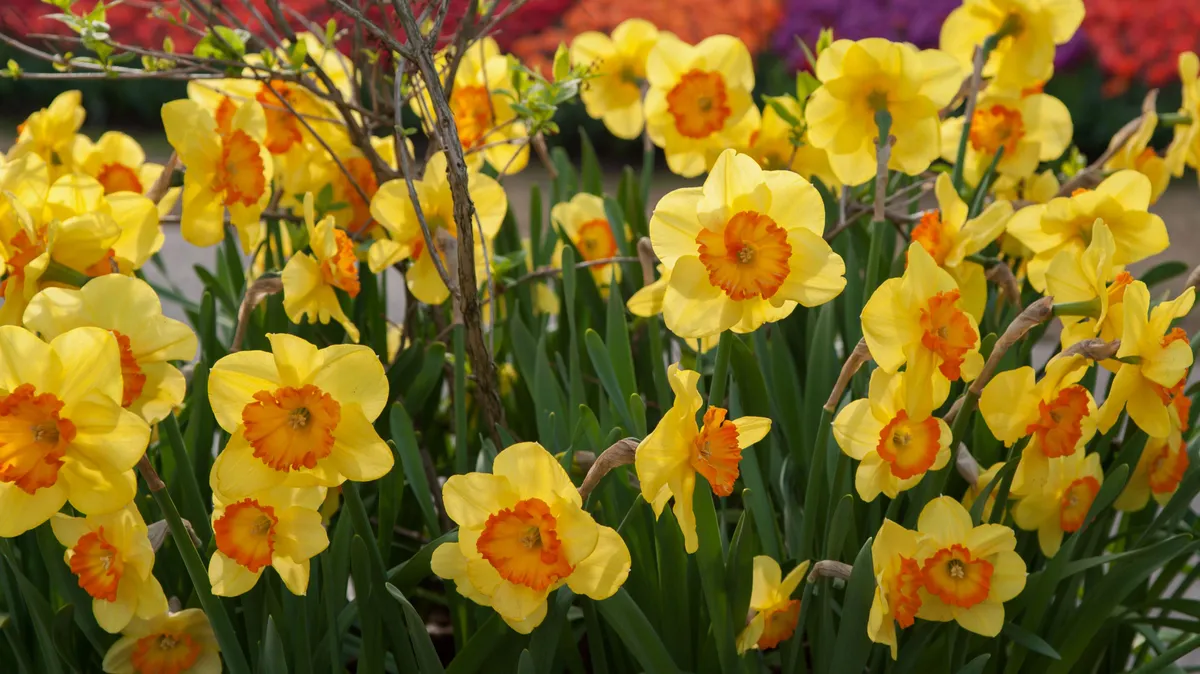 Brian may denied permission to plant daffodils on village green